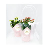 幸运花卉鲜花套装 60套起购