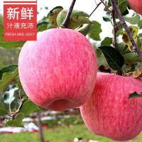 延安苹果 新鲜红富士苹果 新鲜水果 果径85#左右 8粒装 净重4.5斤