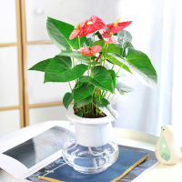 富强园林(FUQIANGYUANLIN) 红掌大盆(单位:盆)