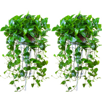 富强园林(FUQIANGYUANLIN) 绿航吊兰(单位:件)