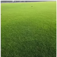 燕赵兄弟 草坪草籽四季常青马尼拉种子一斤 绿色