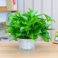 清水 水培绿萝 含盆中号(单位:盆)