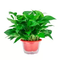 鲜活绿植盆栽 绿萝 12盆/件 (单位:件)