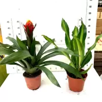 盆栽 火炬 鸿运当头植物 10CM盆（单位：盆）