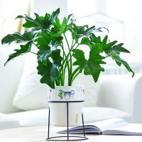 轻奢芊阙 春羽 春雨盆栽 高50CM左右（单位：盆）