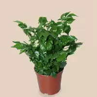 幸福树富贵树 绿色植物 12CM盆 (单位:盆)