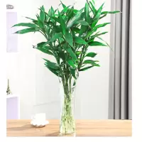 富贵竹水培植物绿萝盆栽发财树绿植室内好养花卉植物四季常青 富贵竹60-70cm10颗(不含盆)