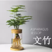 水培 植物玻璃瓶皿水培水养植物室内 文竹(花瓶+竹托) 含盆