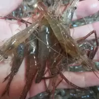 野生大河虾100g