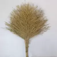 三清 竹扫把 马路大扫把扫帚笤帚 (把)