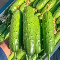 旱黄瓜1000g