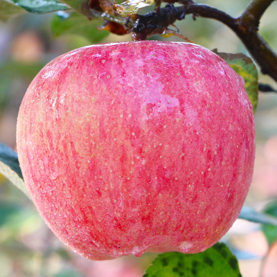 [顺丰直发]现摘陕西红富士苹果水果 带箱10斤装 单果90-95mm