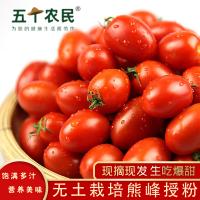 [五个农民]山东圣女果小番茄5斤应季水果蔬菜