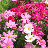 波斯菊种子 1000粒/份