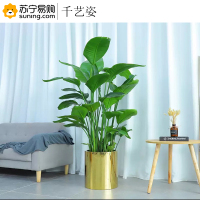 千艺姿 天堂鸟植物 大 1.5-1.6m