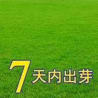 马尼拉草籽 一斤
