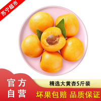 现摘大黄杏5斤装 现摘杏子 应季新鲜水果 苏宁自营水果
