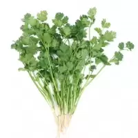 新 鲜 香 菜