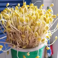 新鲜 绿豆芽
