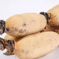 新鲜 藕