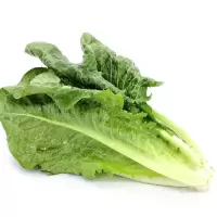 新鲜 小 白菜