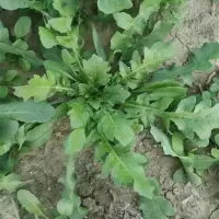 新鲜蔬菜荠菜500g