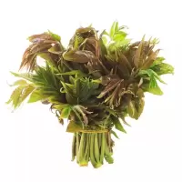 新鲜蔬菜香椿100g