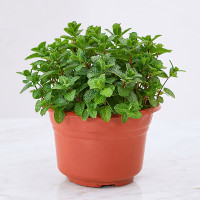 新鲜薄荷 薄荷[不含盆]