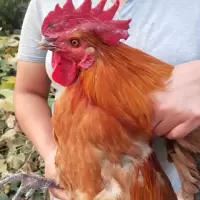 大公鸡
