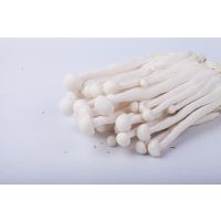 海鲜菇(阿里0352)