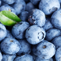辽宁丹东特级10+mm蓝莓(600g/箱)(100g/盒*6)