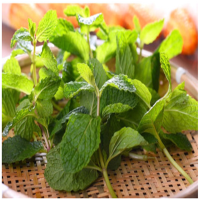 新鲜薄荷叶/斤