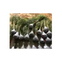 柳树苗