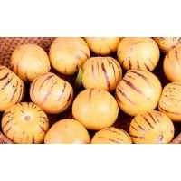 人参果(嘉峪关0434)