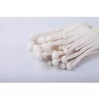 海鲜菇(阿里0432)