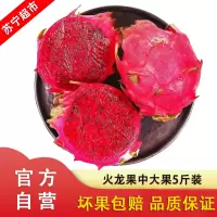 现摘金都一号红心火龙果 中果带箱5斤装 应季新鲜水果 自营水果 单果300g-400g 约6-8个