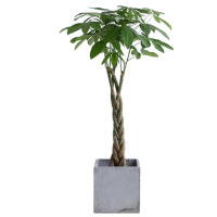 发财树盆栽大辫子发财树四季常青北欧风室内客厅绿植大型植物