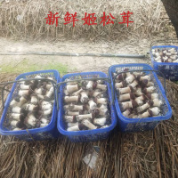 云南 姬松茸 250g/包