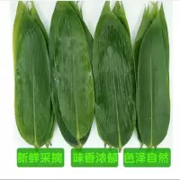 新鲜包粽子叶 宽大粽叶 粽子叶 约100片