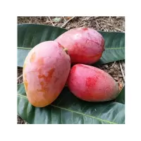 芒果带箱10斤