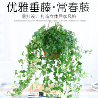 青藤常春藤长藤绿植吊兰净化空气除甲醛植物垂吊防辐射