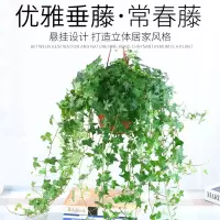 青藤常春藤长藤绿植吊兰净化空气除甲醛植物垂吊防辐射