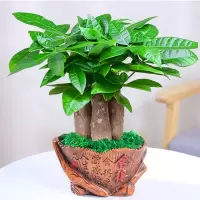 3棵发财树盆栽 室内办公室四季常青 桌面植物 组合发财树带盆