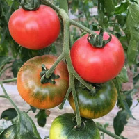 【江苏乡村振兴】【财政集采】苏米丰 草莓西红柿（2.5kg/箱）（4箱起订，单拍不发）