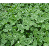 萌肉居 白三叶草多年生草籽草坪种子果园绿肥牧草种子 [白三叶净籽]500克