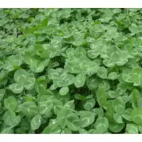 萌肉居 白三叶草多年生草籽草坪种子果园绿肥牧草种子 [白三叶净籽]500克
