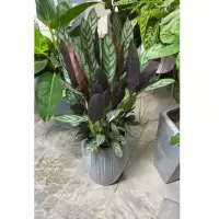 飞羽盆景 款式需提前预定