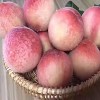 [江苏乡村振兴][财政集采]苏米丰 新鲜水蜜桃现摘大毛桃(脆甜)(2.5kg/箱)四箱起订