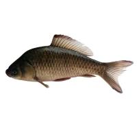 活杀兴化野生小鲫鱼 500g