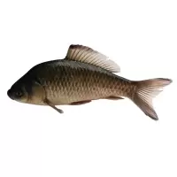活杀兴化野生小鲫鱼 500g